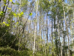 montes de presnas en allande