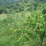 Plantación de manzanos Asturias