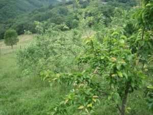 Plantación de manzanos Asturias