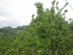 Plantación de manzanos Asturias