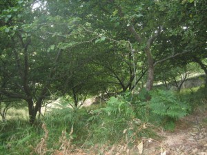 Plantación de manzanos