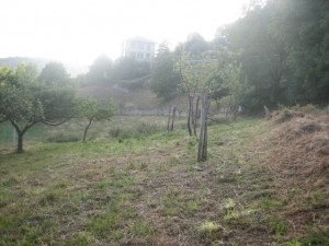 Limpieza en plantación de manzanos